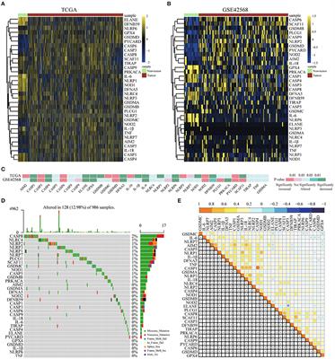 Pyroptosis-Related Signatures for Predicting Prognosis in Breast Cancer